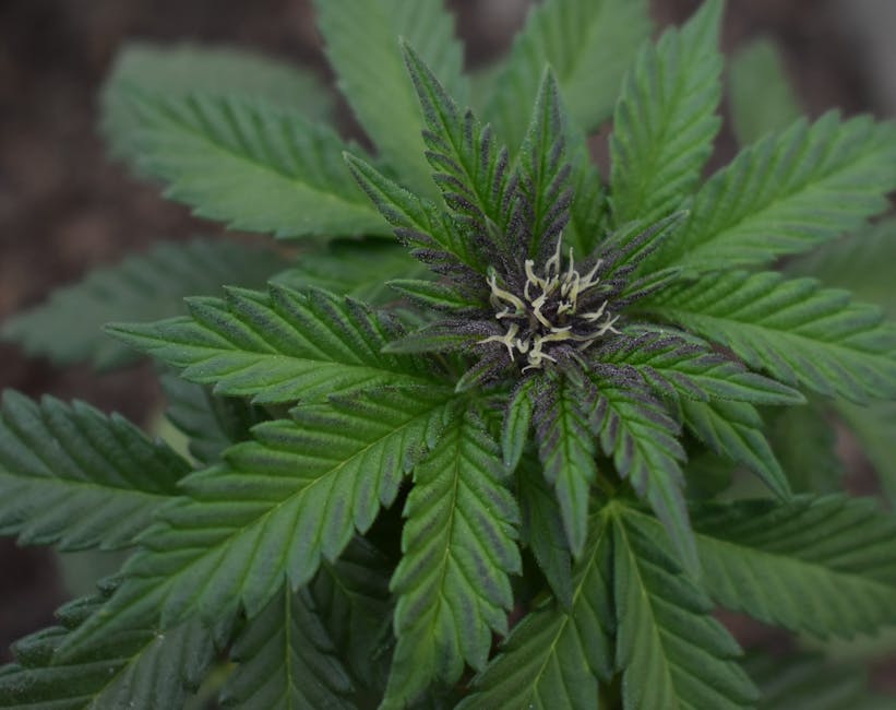 Cannabisverslaving in Nederland 2026: signalen, hulp en terugvalpreventie