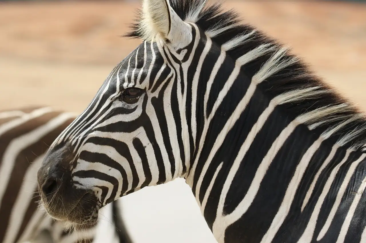 Safari alcohol